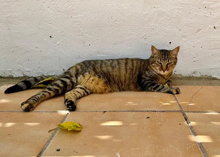 Estudio Adosado Acogedor Con Jardin, Barbacoa Y Parking Privado * Alicante